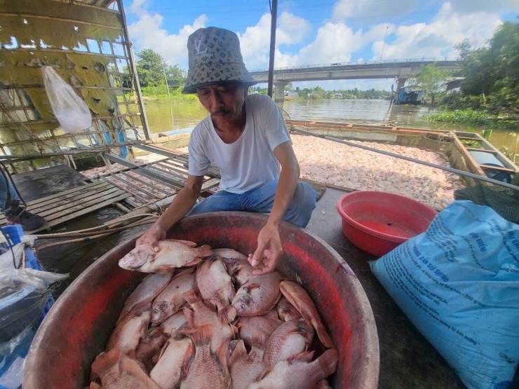 “Khoảng 5 giờ chiều hôm qua nước ròng là cá nổi lên hết. Đến 6-7 giờ sáng nay cá bắt đầu giãy chết dần, nước lớn lên vẫn chết. Nuôi 4-5 năm rồi đâu có tình trạng này”, ông Ở nói và ước tính mất trắng gần 550 triệu đồng.