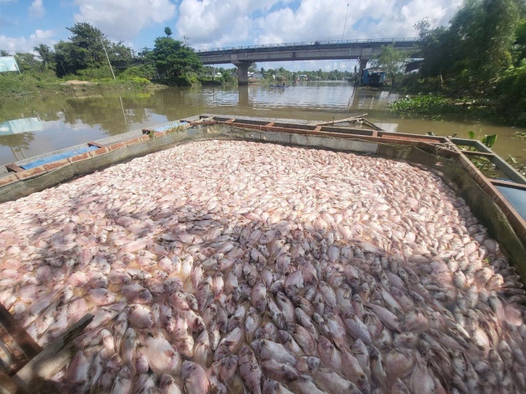 Theo ông Trần Hoàng Dũng - Chi cục trưởng Chi cục Thủy sản và Kiểm ngư Cần Thơ, đã cử cán bộ chuyên môn, phối hợp với Chi cục Bảo vệ môi trường, Chi cục Chăn nuôi và Thú y thành phố đến tìm hiểu nguyên nhân cá chết và có hướng đề xuất giải pháp xử lý.