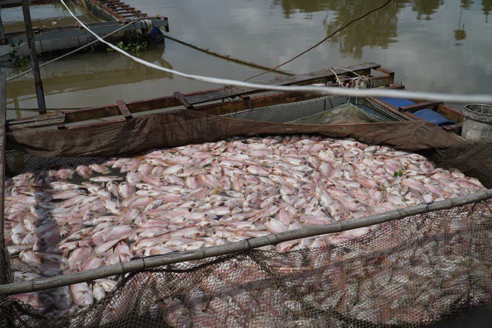 Hình ảnh cá diêu hồng chết trắng trong bè trước ngày xuất bán ở Cần Thơ - 2