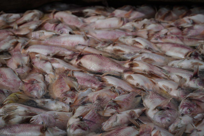 Người dân xót xa khi cá diêu hồng chết hàng loạt