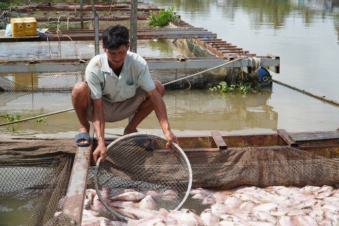Hình ảnh cá diêu hồng chết trắng trong bè trước ngày xuất bán ở Cần Thơ - 1