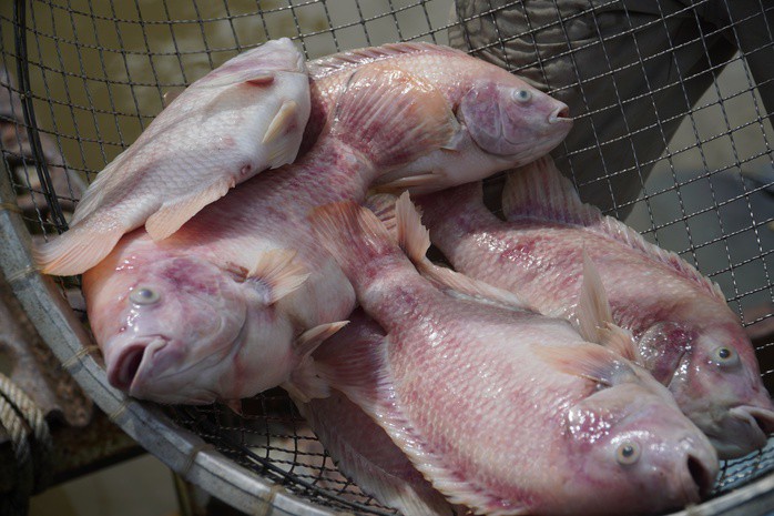 Cá chết hàng loạt làm người nuôi lỗ nặng
