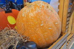 Bất ngờ bí ngô được bán tại Hà Nội với giá lên tới 220 nghìn đồng/kg, chị em vẫn khen rẻ