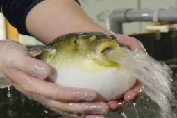 Loài cá có độc tính mạnh, không ngờ là đặc sản "hái ra tiền" ở nơi này, giá đắt đỏ