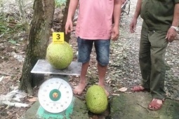 Cơ sở pháp lý vụ người đàn ông bị khởi tố vì trộm hai trái mít trị giá 387.000 đồng