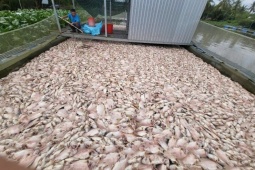 Cá điêu hồng chết nhiều chưa từng có ở Cần Thơ