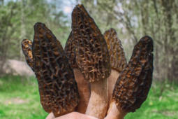 Loại cây dại mọc um tùm ở Việt Nam, "trời Tây" bán giá 13 triệu đồng/kg