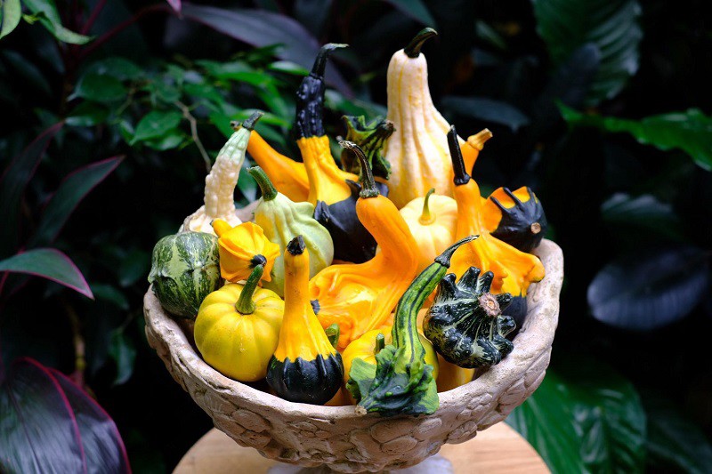 Các loại bí ngô Halloween có giá đắt đỏ được nhiều người yêu thích, đặt mua. (Ảnh: Khôi Hà)