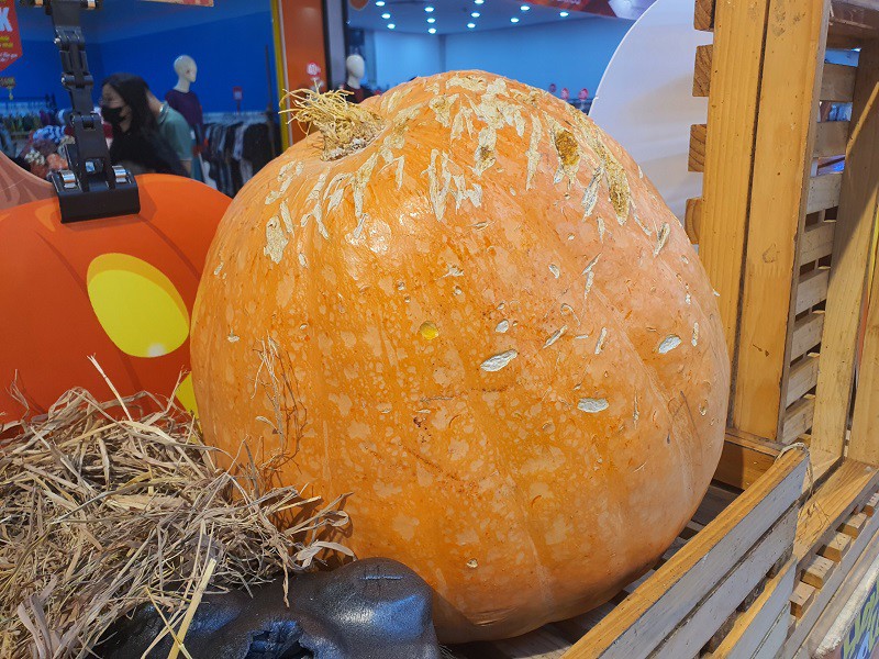 Giống bí ngô Halloween "khổng lồ" vài năm trước có giá từ 250-400 nghìn đồng/kg nhưng năm nay bày bán ở siêu thị chỉ 139 nghìn đồng/kg.