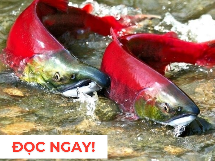 "Nhân sâm dưới nước" siêu đắt đỏ, nhiều người săn lùng vì công dụng dưỡng phổi cực tốt - 1