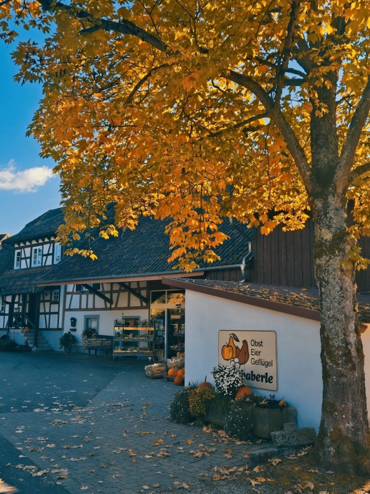 Ngắm thu ngập sắc vàng ở Rừng Đen nổi tiếng tây nam Đức - 2