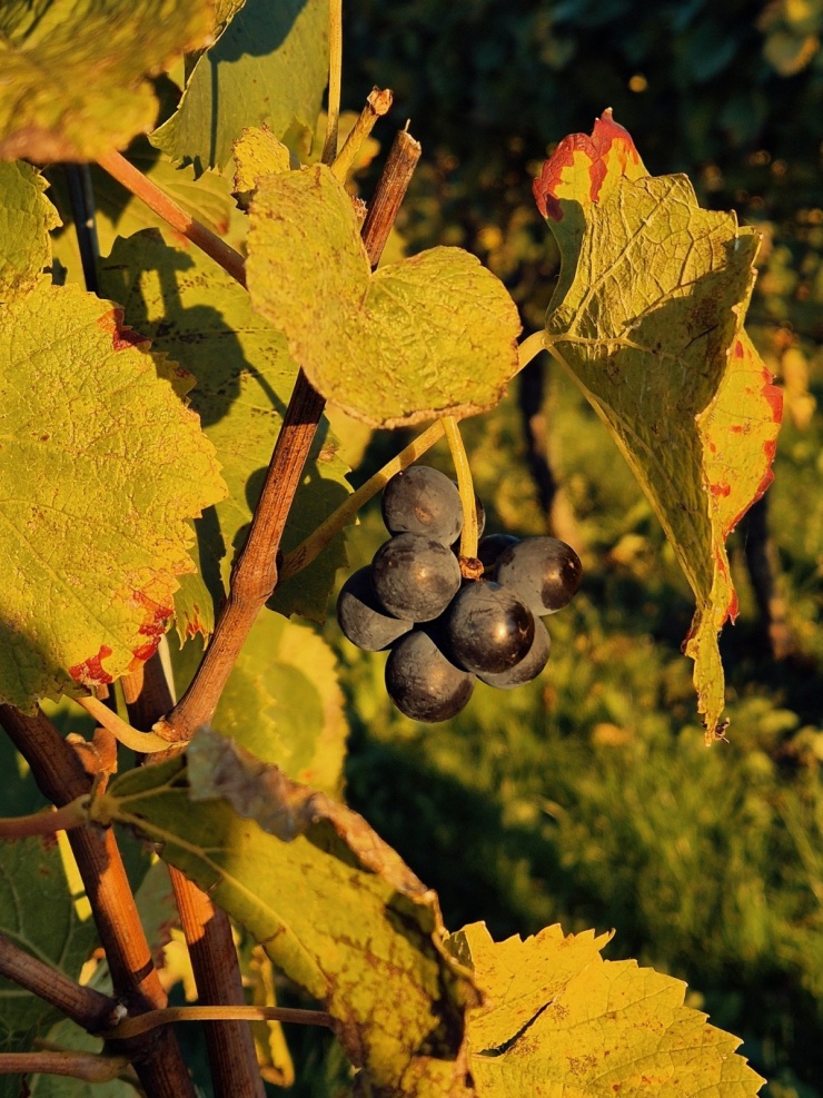 Ngắm thu ngập sắc vàng ở Rừng Đen nổi tiếng tây nam Đức - 5