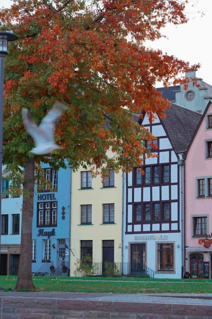 Ngắm thu ngập sắc vàng ở Rừng Đen nổi tiếng tây nam Đức - 11