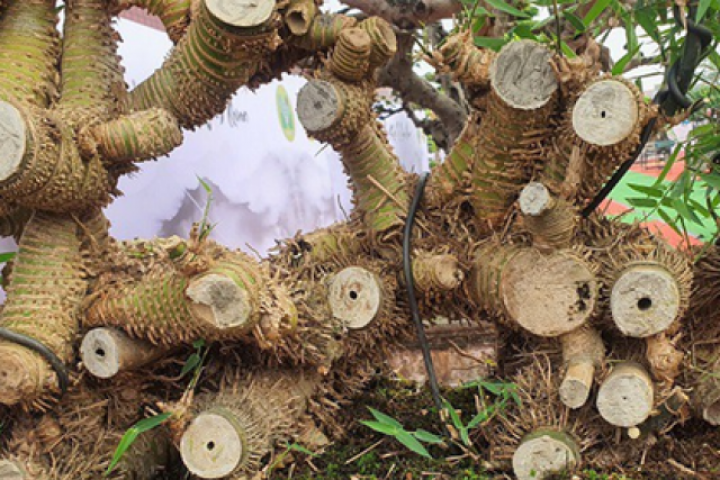 Loại cây quen thuộc mọc bờ bụi lên chậu giá nửa tỷ đồng vẫn, chủ vườn vẫn "chưa ưng bán"