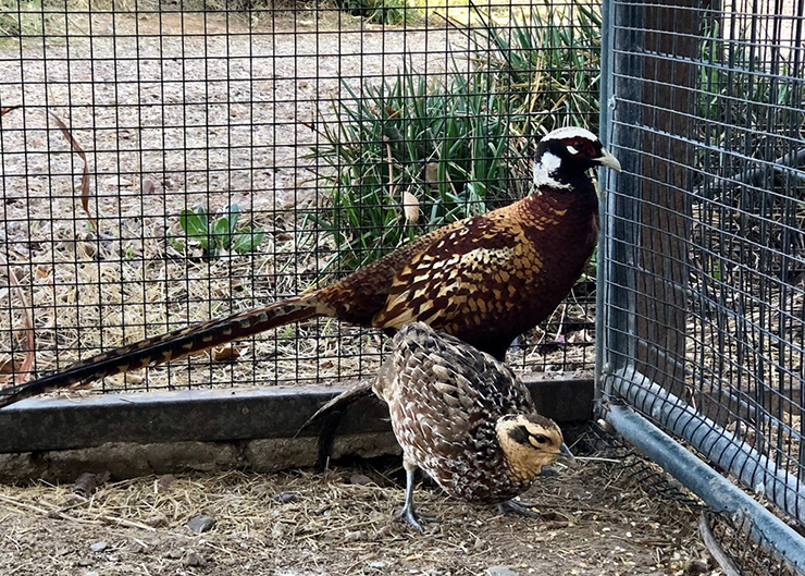 Mô hình nuôi loài chim này đang được xem là hướng phát triển mới cho nông nghiệp nhiều địa phương. Đó chính là con chim trĩ.

