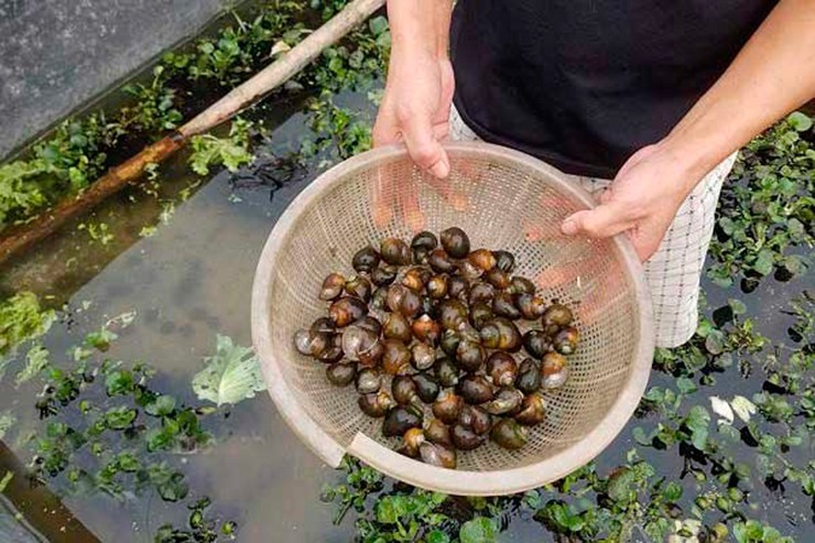 Ốc lác còn có tên gọi khác là ốc bươu đen, ốc nhồi và ốc mít vốn có đầy ở đồng ruộng, ao hồ, gắn với người dân ở các miền quê.