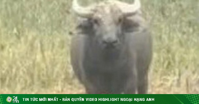 Trâu lạ Nghệ An, an toàn cộng đồng