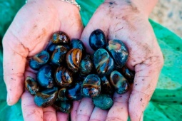 "Lộc trời" dưới bùn đất, trước dành cho người nghèo nay dân bắt về bán "hốt bạc"