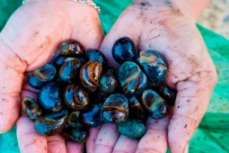 "Lộc trời" dưới bùn đất, trước dành cho người nghèo nay dân bắt về bán "hốt bạc"