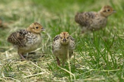 Giá trứng 20.000 đồng/quả, thịt đắt ngang thịt bò, nuôi loài này trở thành 'mỏ vàng mới' của người dân