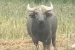 Xuất hiện con trâu lạ liên tiếp đuổi húc người