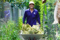 Trung Quốc chi gần tỷ USD mua sầu riêng Việt trong một tháng