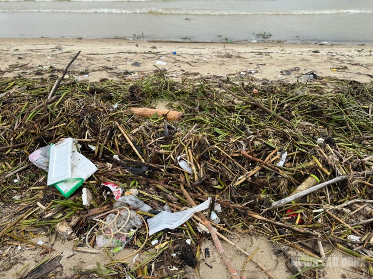 Cành cây, thân gỗ, bèo lục bình, chai nhựa, túi nylon và nhiều vật thể lạ bị sóng đánh dạt vào