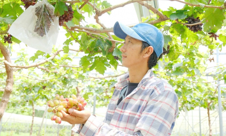 Nguyễn Minh Tuân sở hữu vườn nho hơn 500 gốc với diện tích 5.000m2. Ảnh: T.X