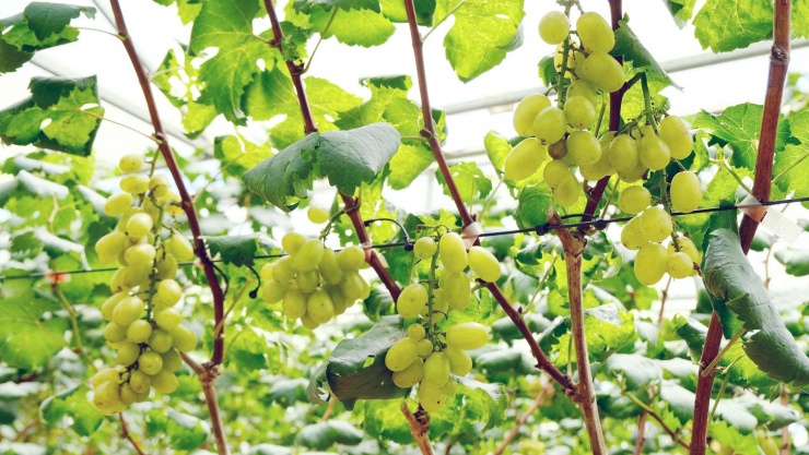 Nho mẫu đơn. Ảnh: T.X
