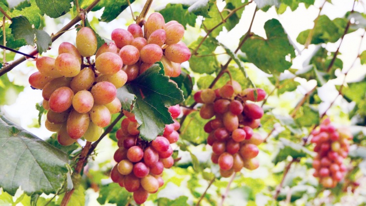 Những chùm nho lúc lỉu trong vườn của anh Tuân. Ảnh: T.X