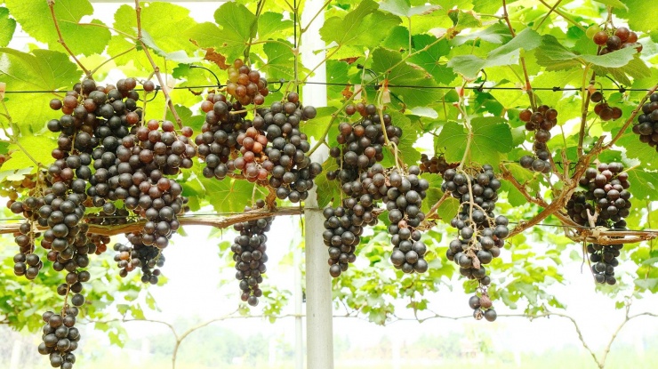 Nho kẹo trong vườn của anh Tuân. Ảnh: T.X