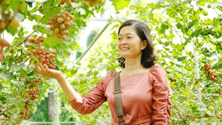 Du khách đến thăm vườn nho của anh Tuân. Ảnh: T.X