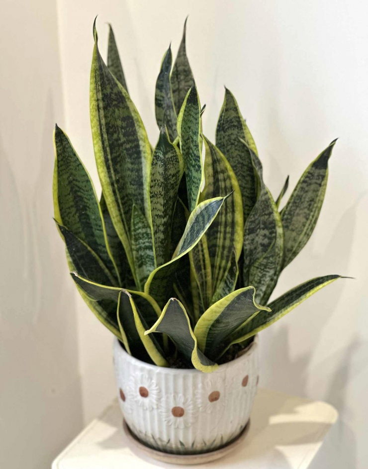 Cây lưỡi hổ dễ trồng, không cần chăm sóc nhiều. Ảnh: Ban Mai