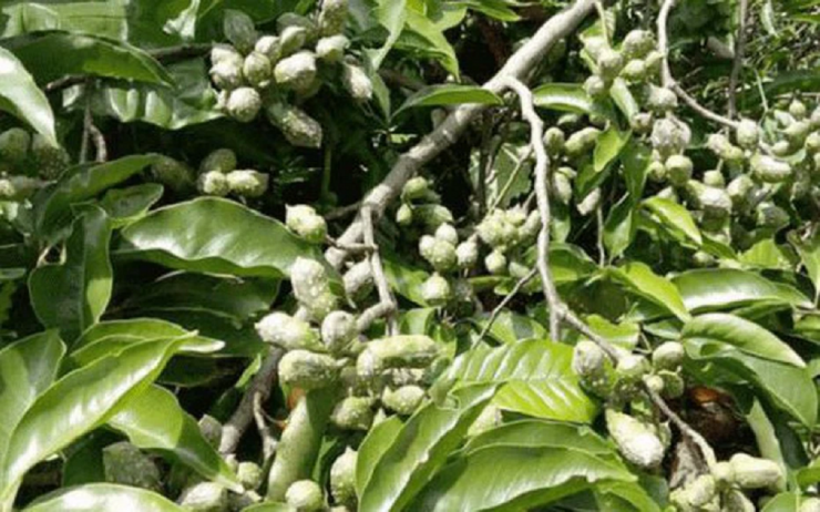 Loại hạt xưa rụng "thối gốc" không ai nhặt, nay giá tiền triệu/kg - 1