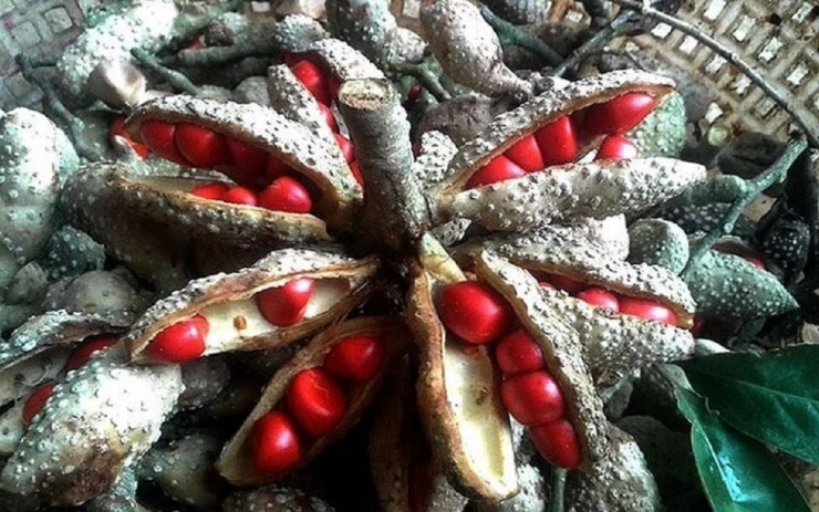 Loại hạt xưa rụng "thối gốc" không ai nhặt, nay giá tiền triệu/kg - 2