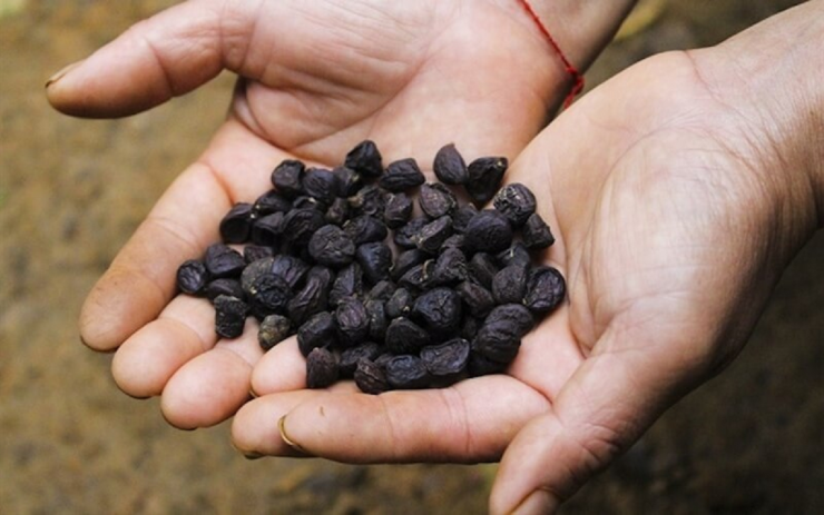 Loại hạt xưa rụng "thối gốc" không ai nhặt, nay giá tiền triệu/kg - 3