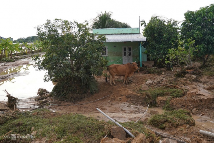 Hiện trường vỡ hồ nước trên núi ở Lâm Đồng - 11