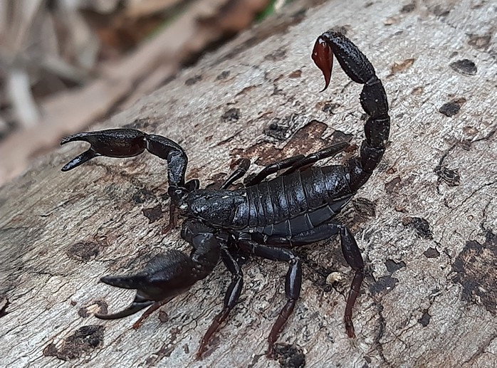 Nọc độc bọ cạp Brotheas amazonicus chứa "khắc tinh" của bệnh ung thư vú - Ảnh minh họa: iNaturalist