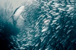 Thị trường - Tiêu dùng - 3 loại cá được Mỹ đánh giá "tốt nhất thế giới", ở Việt Nam bán đầy, giá từ vài chục nghìn/kg