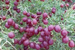 Một loài cây dại ở châu Á có thể là "thần dược" trị tiểu đường