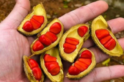 Loại hạt xưa rụng "thối gốc" không ai nhặt, nay giá tiền triệu/kg