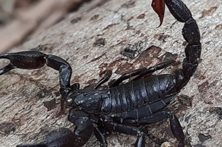 Thuốc ung thư đột phá từ nọc độc bọ cạp?