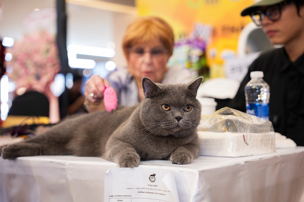 Dàn “thí sinh” của Cuộc thi hoa hậu mèo WCF International Jubilee cat show 2025. Ảnh: HN