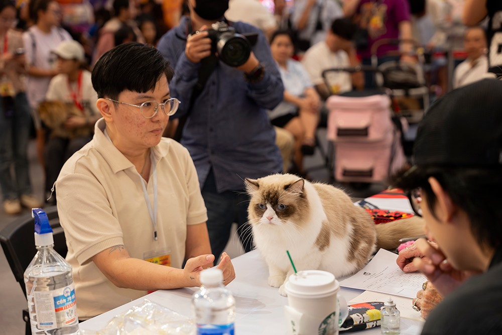 Giám khảo đang kiểm tra độ thân thiện của các "thí sinh mèo". Ảnh: HN