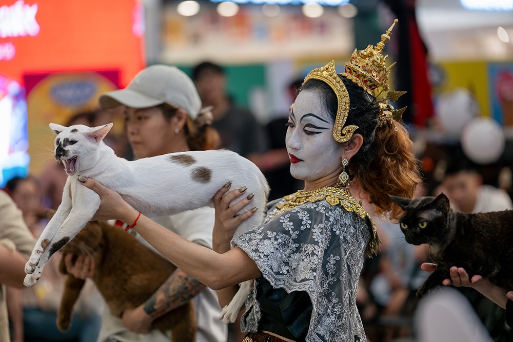 Chị Kanyarat, người chăm sóc cặp đôi mèo xấu nhất thế giới, cho biết Naomi đã đến Việt Nam lần thứ 4 và có nhiều fan hâm mộ tại đây. Còn Paradise ("vợ" tương lai của Naomi) lần đầu dự thi. Cả hai đều thuộc giống mèo truyền thống Thái Lan và dự kiến sẽ "kết hôn" sau chương trình tại Thái Lan.