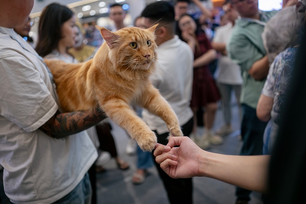 Các chú mèo dự thi tại chương trình. Ảnh: HN