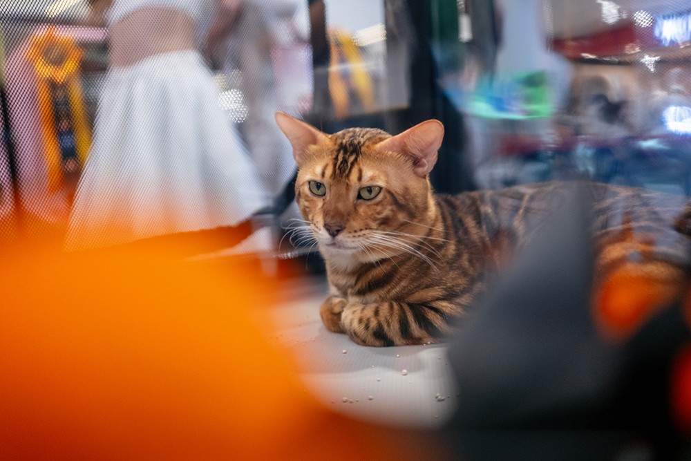 Hàng trăm chú mèo được chủ đăng ký dự thi. Ảnh: HN