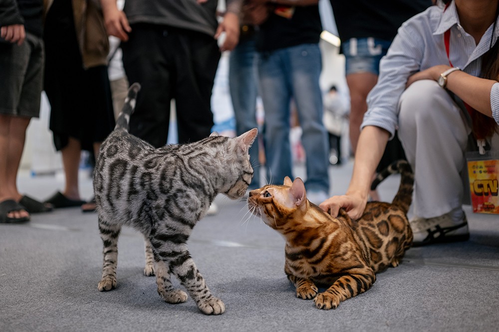 Cuộc thi thu hút nhiều giống mèo quý hiếm. Ảnh: HN