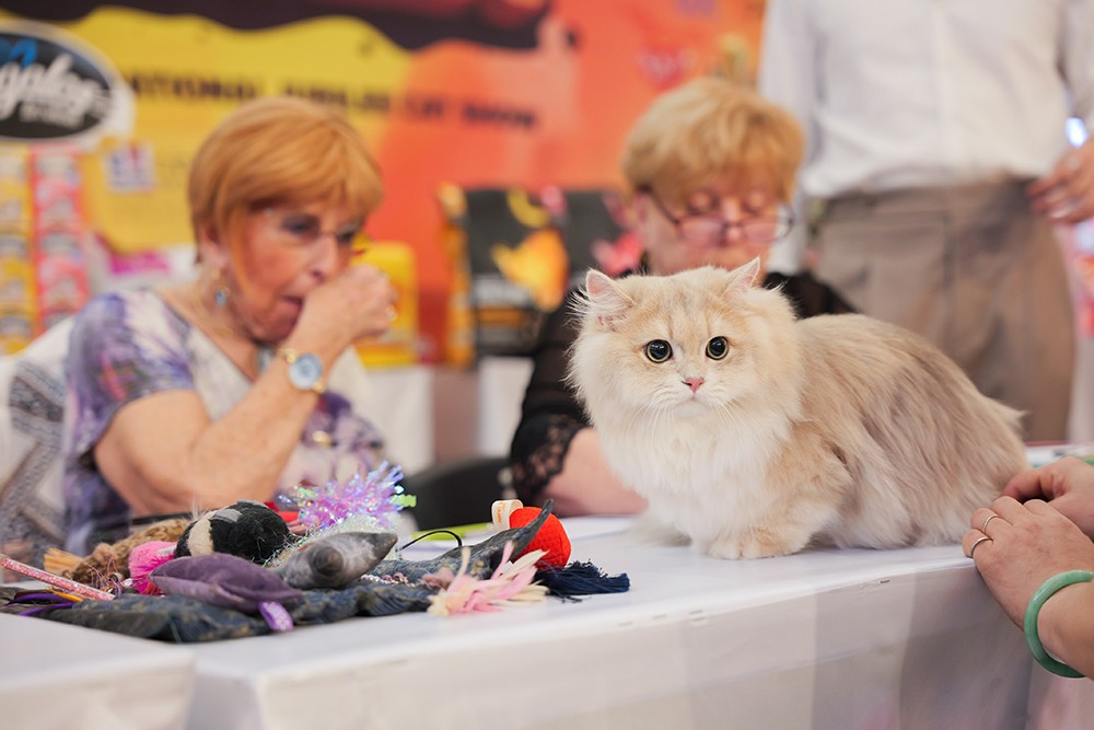 "Thí sinh mèo" trên bàn dự thi. Ảnh: HN