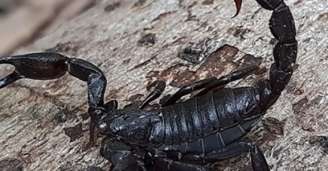 Thuốc ung thư đột phá từ nọc độc bọ cạp?